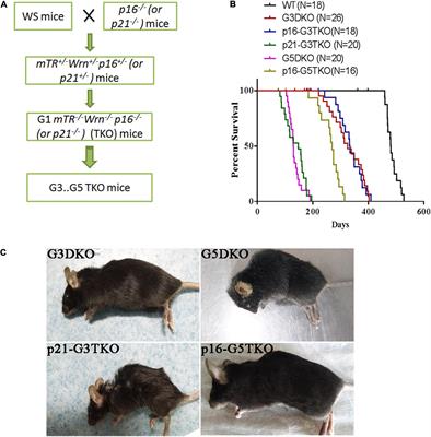 The Distinct Function of p21Waf1/Cip1 With p16Ink4a in Modulating Aging Phenotypes of Werner Syndrome by Affecting Tissue Homeostasis